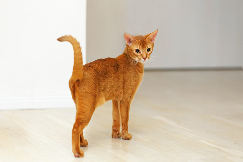 A friendly Abyssinian cat who loves to interact with people