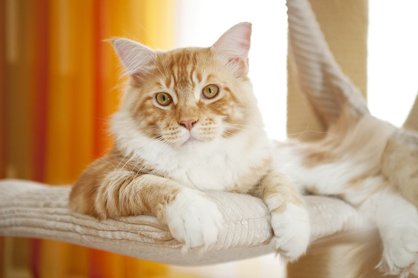 How Much Do Cats Cost? Should I Get A Cat? Cats Guide Omlet UK