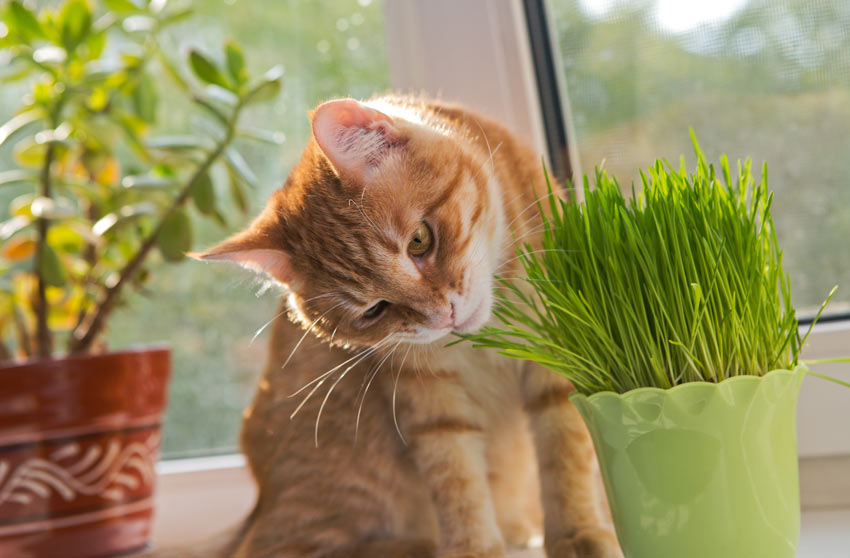 Why Do Cats Love Catnip Why Do Cats Cats Guide Omlet UK