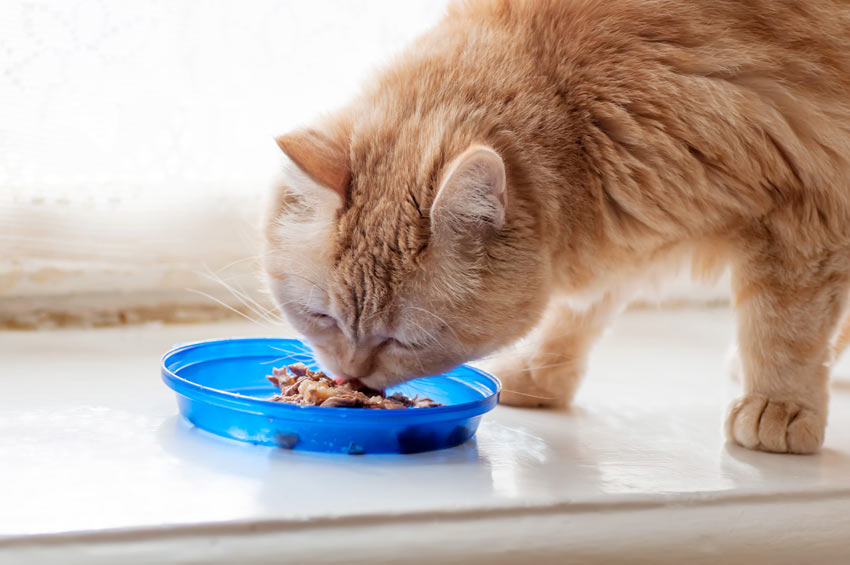 A ginger kitten eating a bowl of wet food