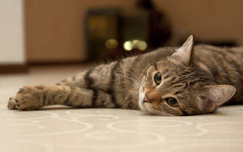 How Much Do Cats Cost? Should I Get A Cat? Cats Guide Omlet UK