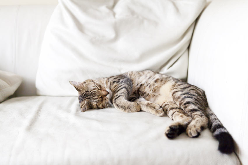 A lazy adult cat stretched out sleeping on the sofa