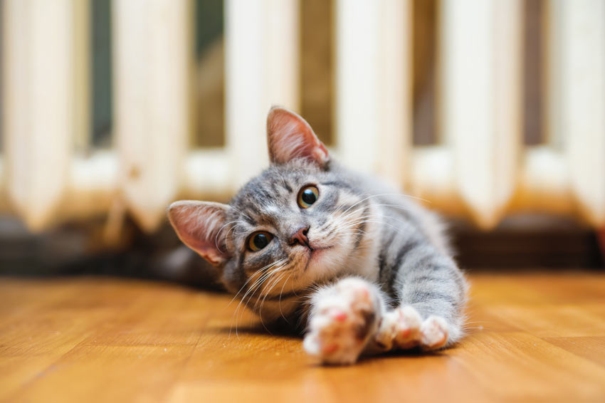 A lazy shorthaired house cat stretching out its paws