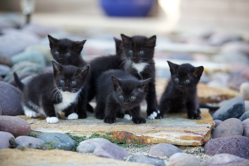 Litter of on sale kittens
