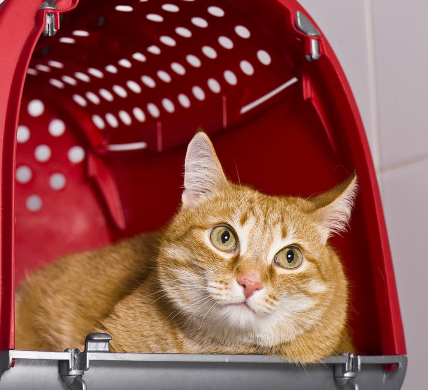 A lovely ginger cat contemplating leaving her carry case