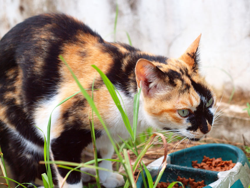 A lovely tri colour cat eating a bowl of dry food