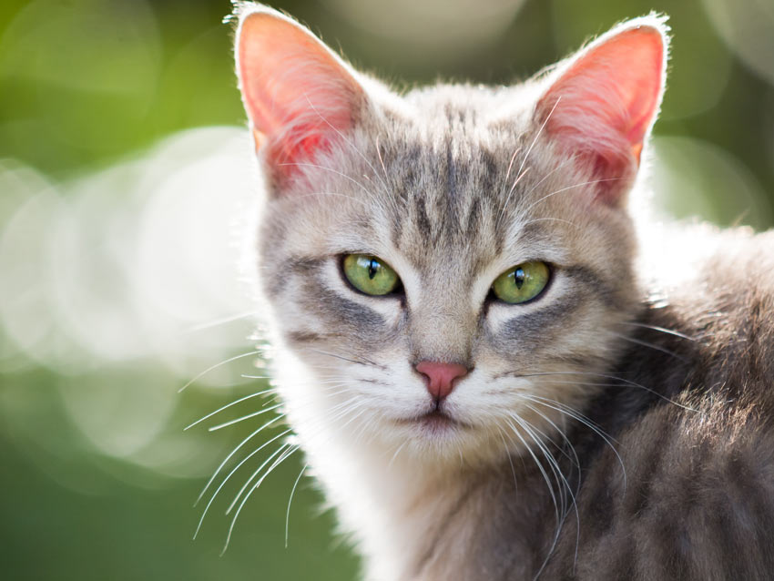 A lovely young tabby cat with big beautiful green eyes