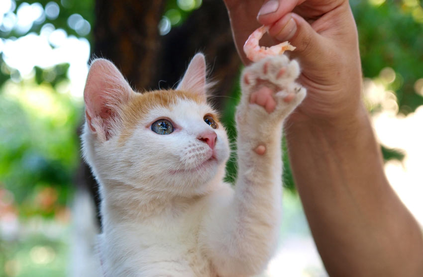 A moggy cat who can be incredibly friendly if you treat it well