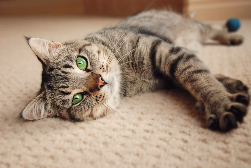 Pedigree Or Moggy Choosing The Right Cat For You Cats Pedigree Or Moggy Choosing The Right Cat For You Cats