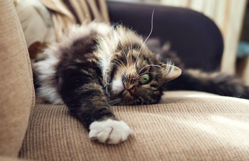 A relaxed lazy cat stretched out on the sofa