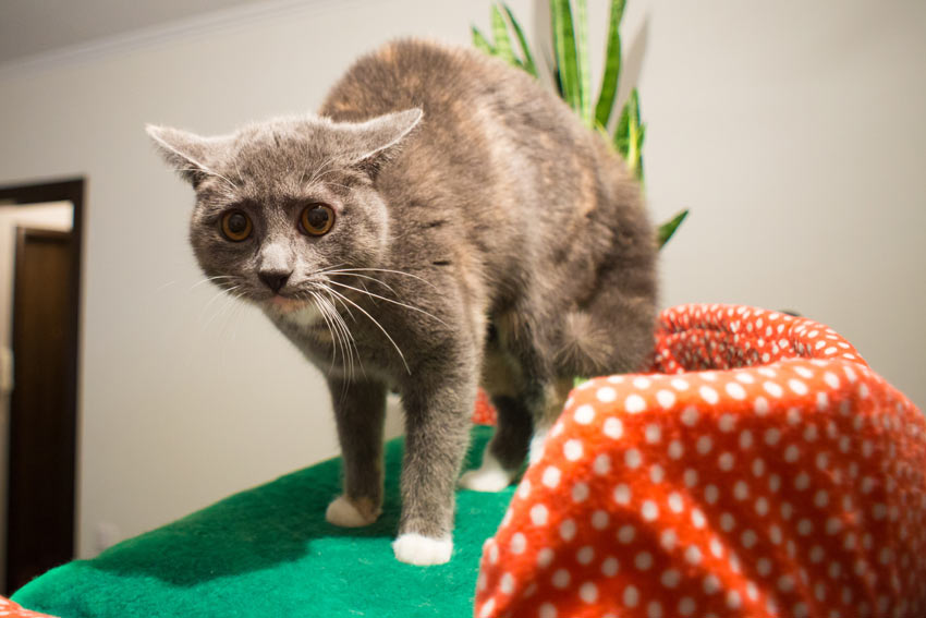 A scared cat showing the arched back and flattened ears