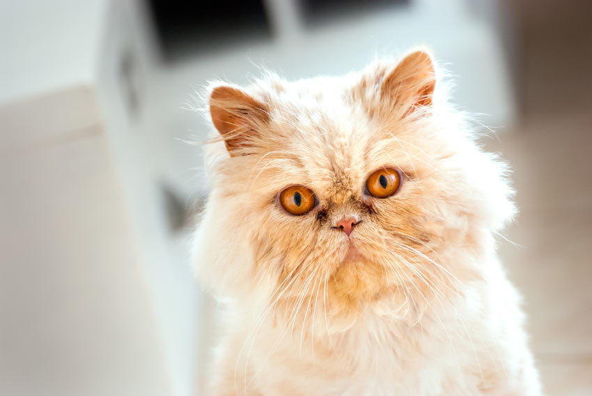 The Friendliest Cat Breeds That Make Great Pets