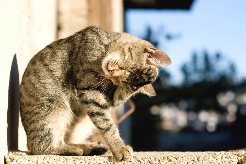 A tabby cat kitten old enough and mature enough to go to a new home