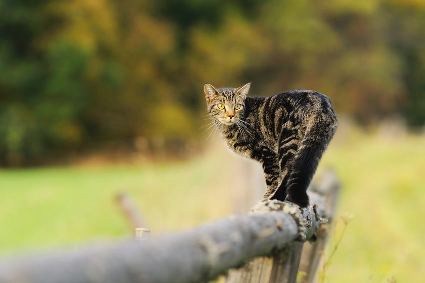 How To Bring A Cat Into A New Home How To Bring A Cat Into A New Home