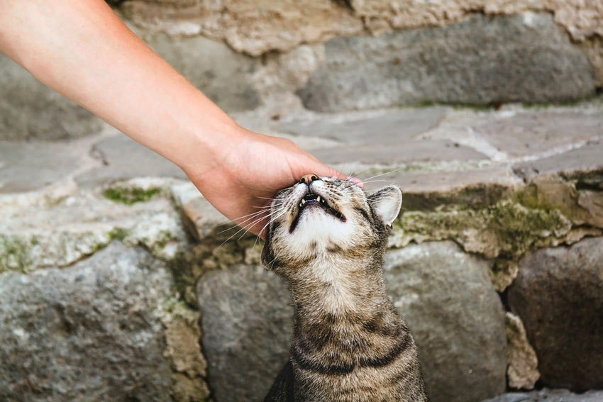 A tabby cat rubbing its face on its owners hand