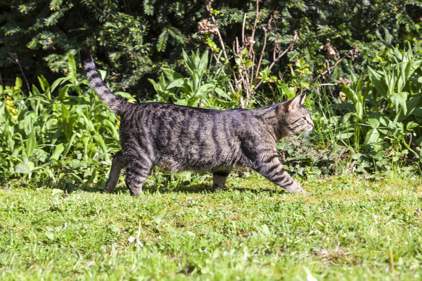 A tabby cat strolling across the grass in the garden
