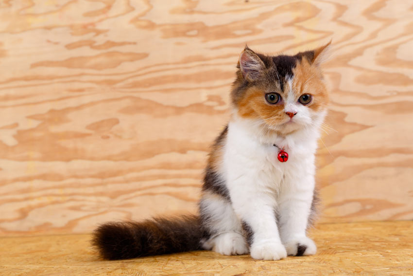 A three coloured Persian kitten that loves playing with children