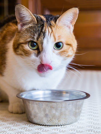 A tortie licking her lips after a refreshing drink