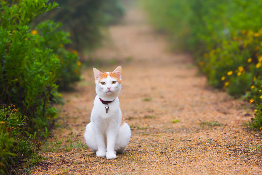  chickens and cats