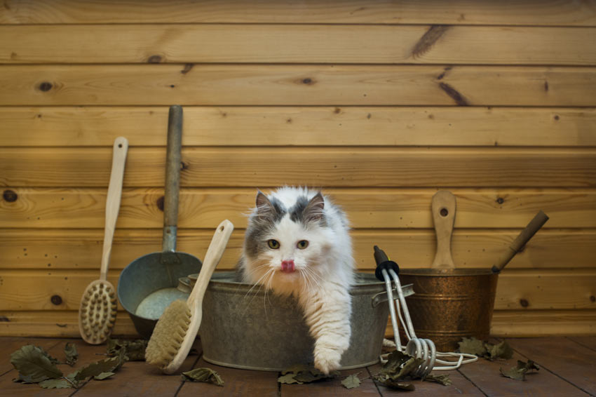 A white and grey cat with a beautiful clean coat climbing out of the tub