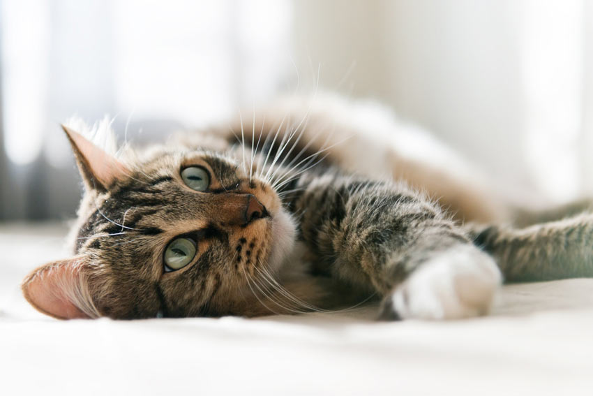 A wonderful adult domestic tabby cat rolling around on the carpet