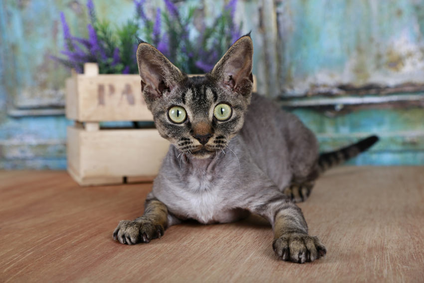 A young Devon Rex Cat with a hypoallergenic coat