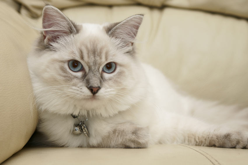 A young Ragdoll cat with an adorable cuddly nature