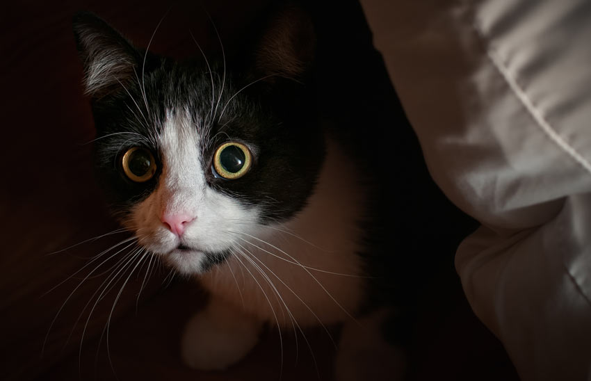 A young black and white kitten white great big yellow eyes