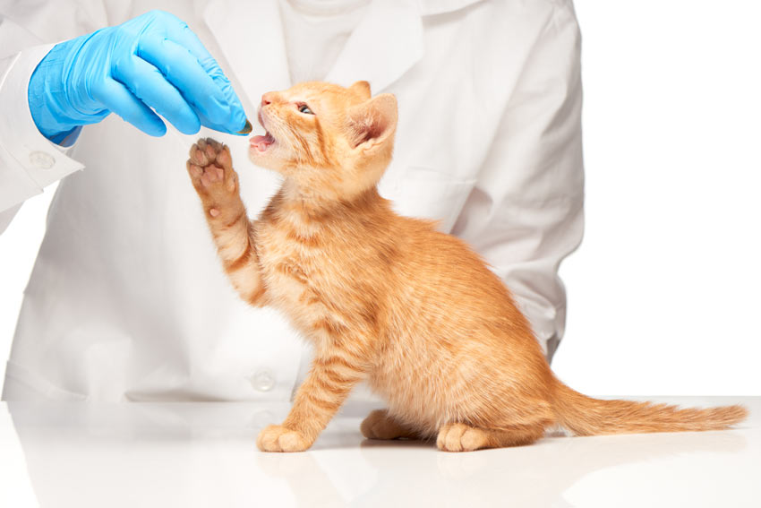Giving Your Cat Medicine Cat Health Cats Guide Omlet UK
