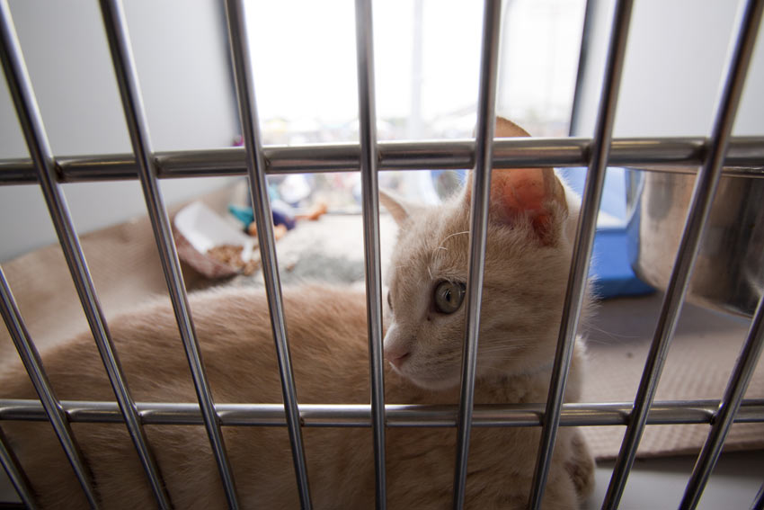 A young rescue cat in a cat crate ready to be adopted