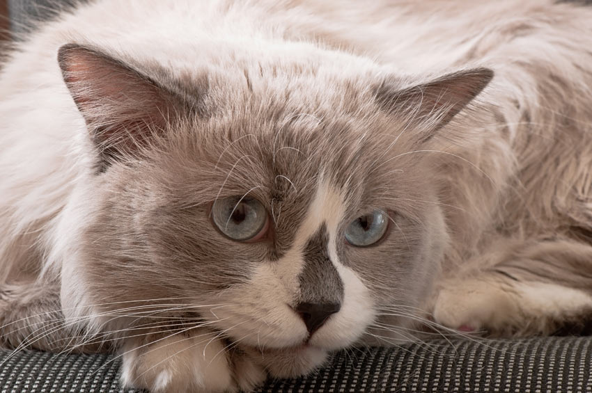 Good indoor cats discount