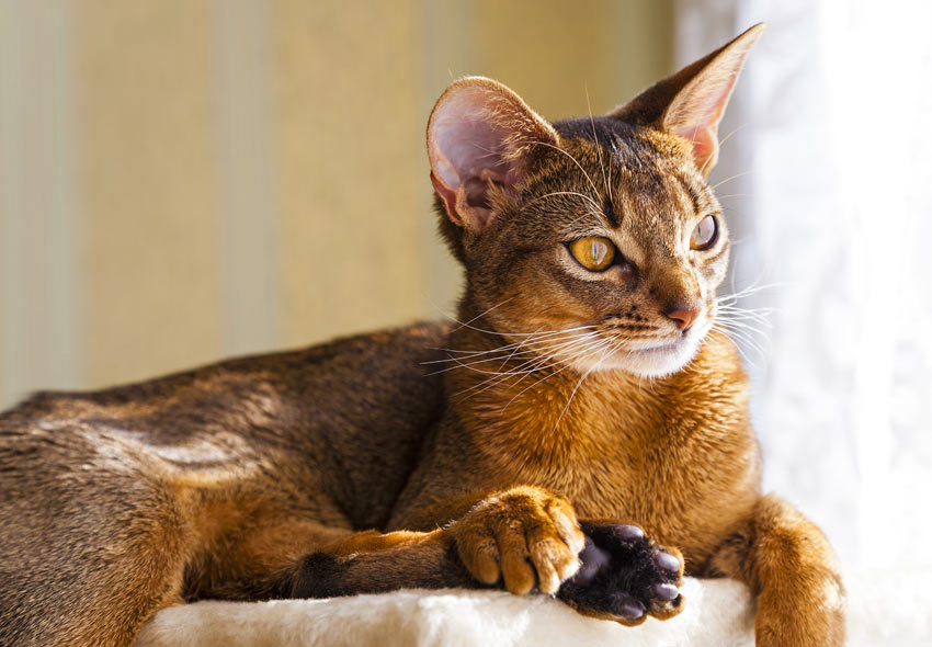 Repræsentere Hensigt Panter 7 Most Intelligent Cat Breeds | Choosing The Right Cat For You | Cats