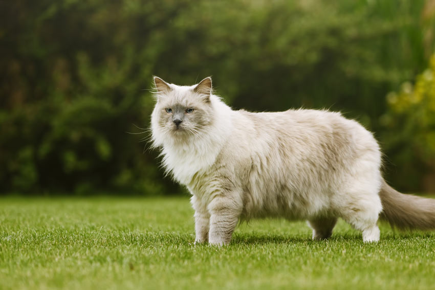 Types of Largest Cat Breeds