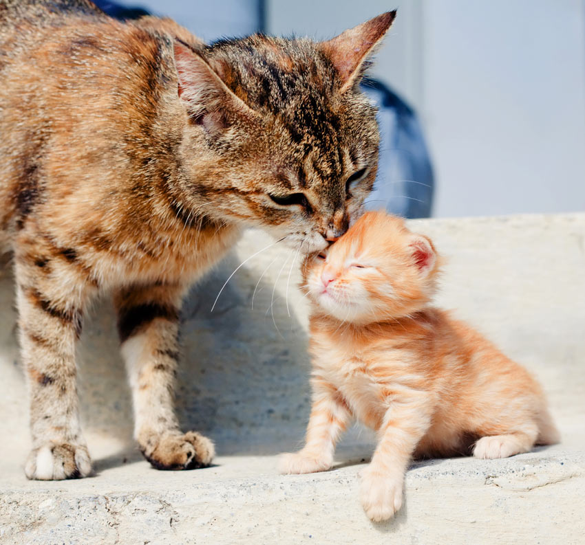 An adult cat cleaning her kittens coat