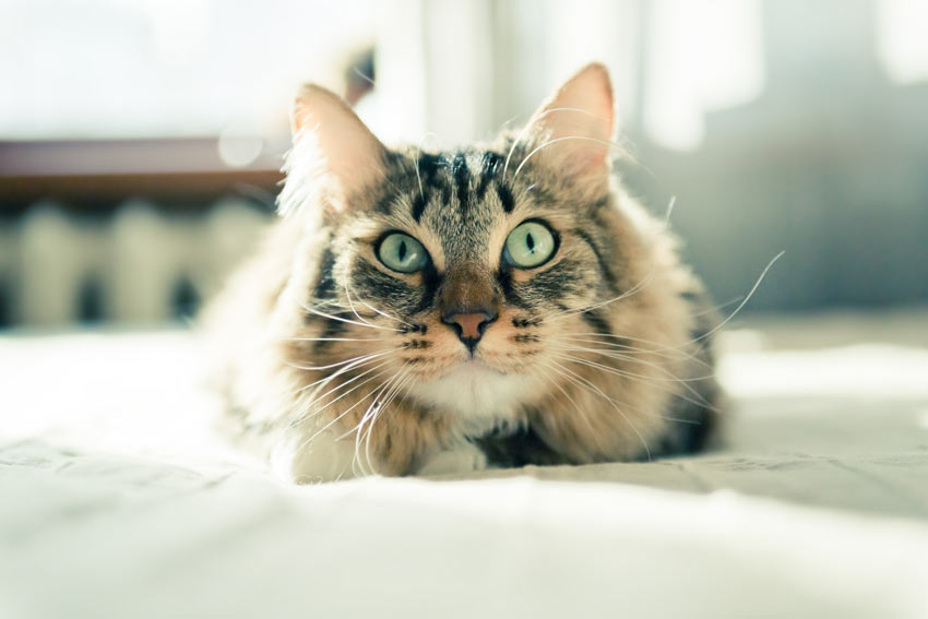 An incredibly beautiful tabby cat with great big eyes and pointed ears