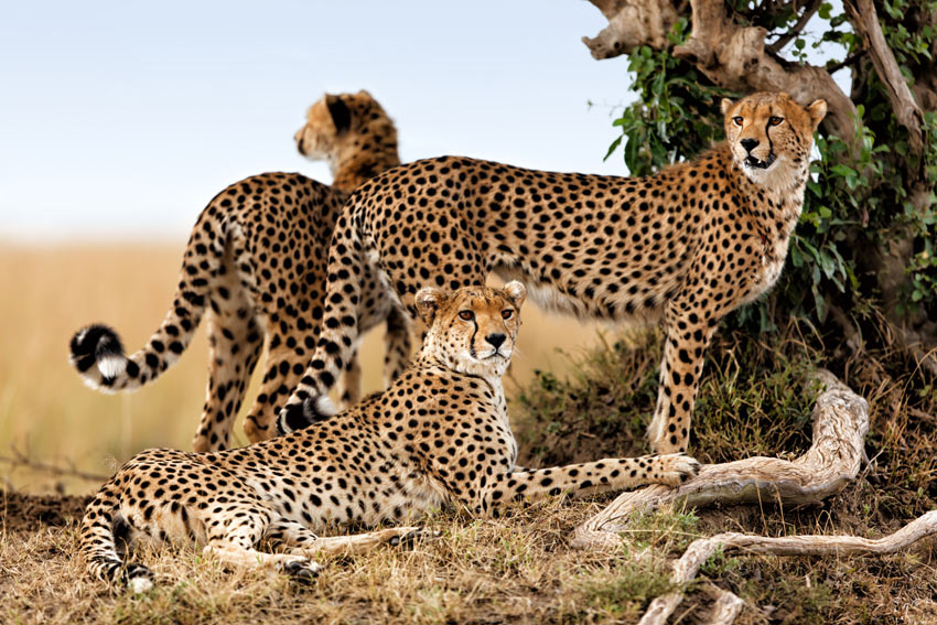 Three Wild African cats A Cheetah family in the Masai Mara Kenya
