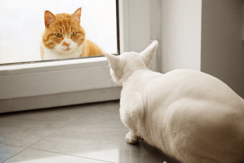 Two cats meeting for the first time through a glass door