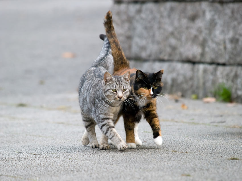 Two cats of similar age and temperament getting along