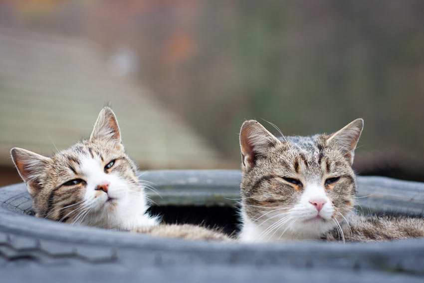 Two female tabby cats getting along like sisters