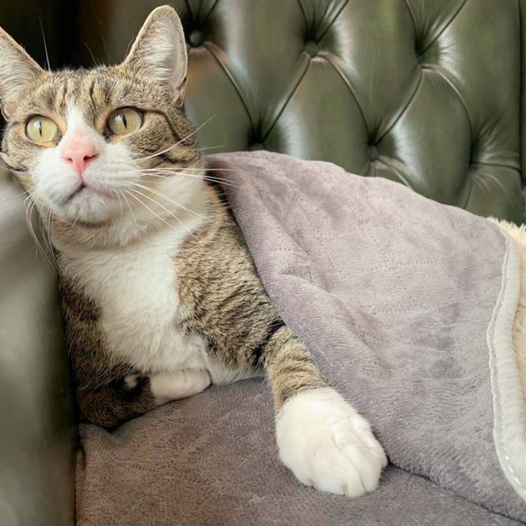 Blankets with discount cats on them
