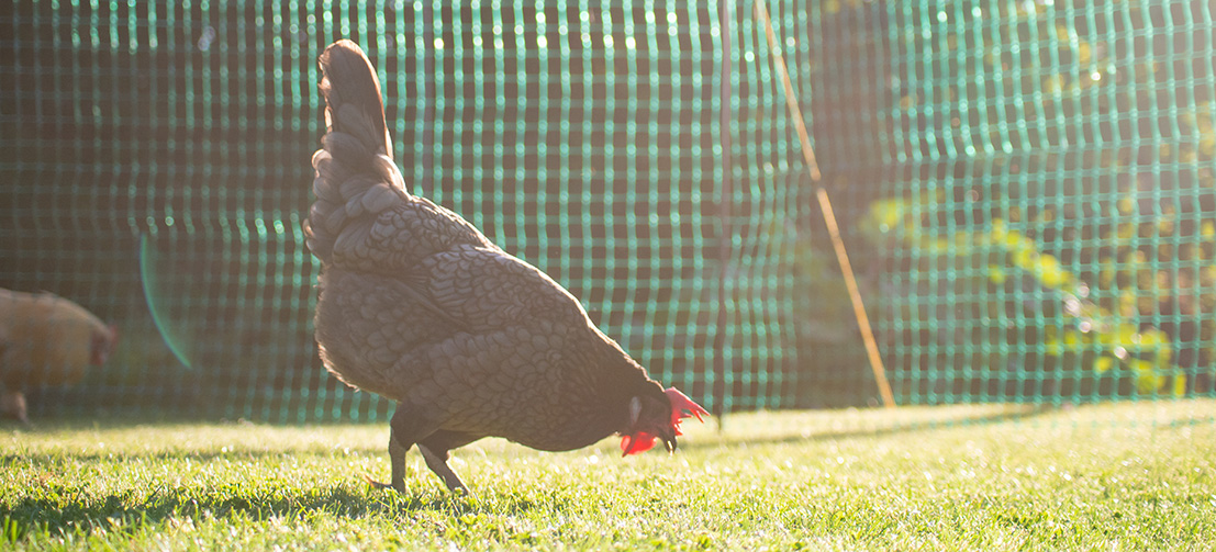 A healthy chicken searching the grass for some bugs to eat