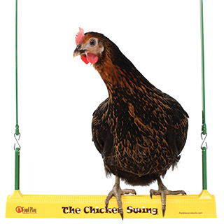 Chicken Swing