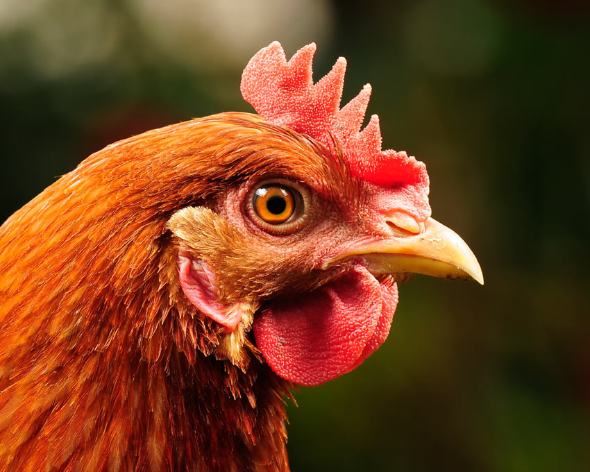 A beautiful ginger hen with a healthy beak and eyes