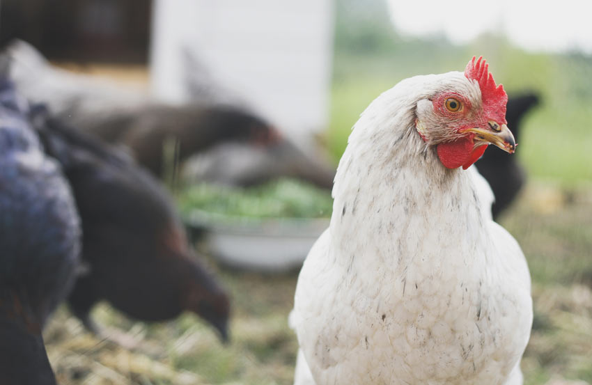 A beautiful white hen being introduced with her friends to the new flock