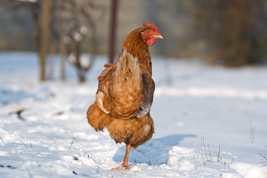 A brake chicken walking through the snow in search for some bug