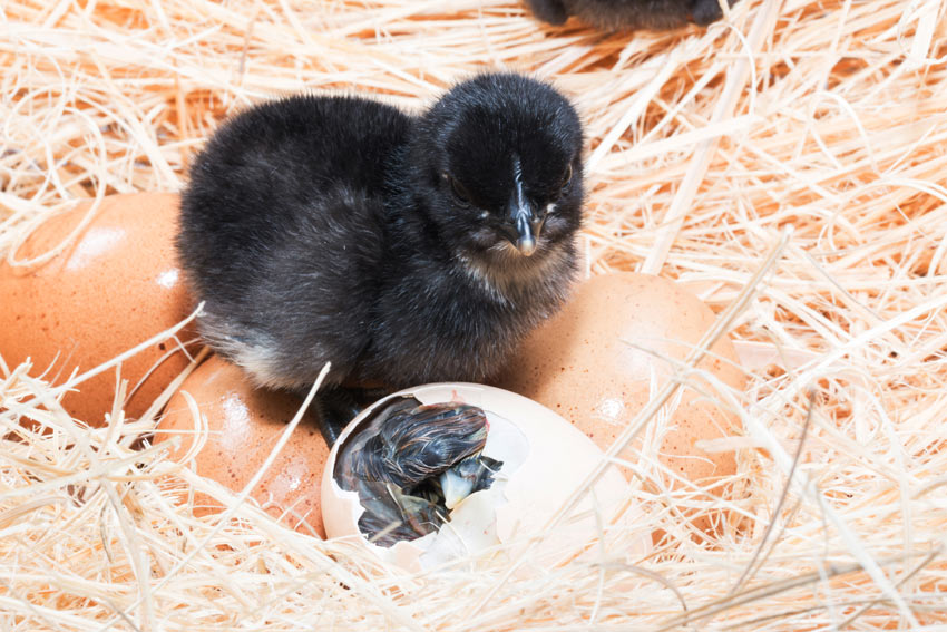 A chick hatching from the shell