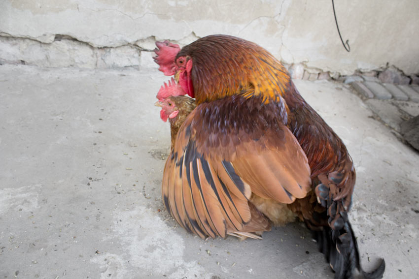 Chickens-Chicken_Guide-A_cockerel_mating_with_a_hen.jpg