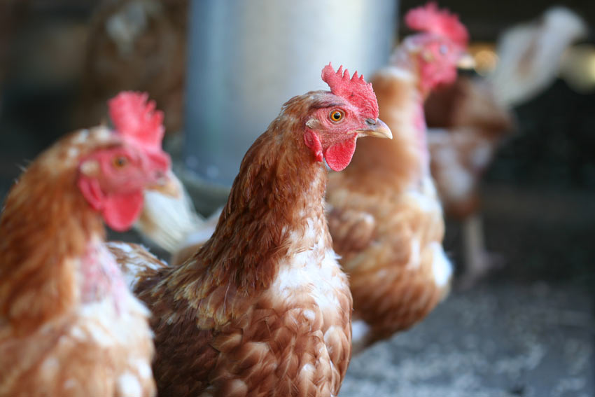 A flock of chickens with wonderful clean feathers enjoying each others company