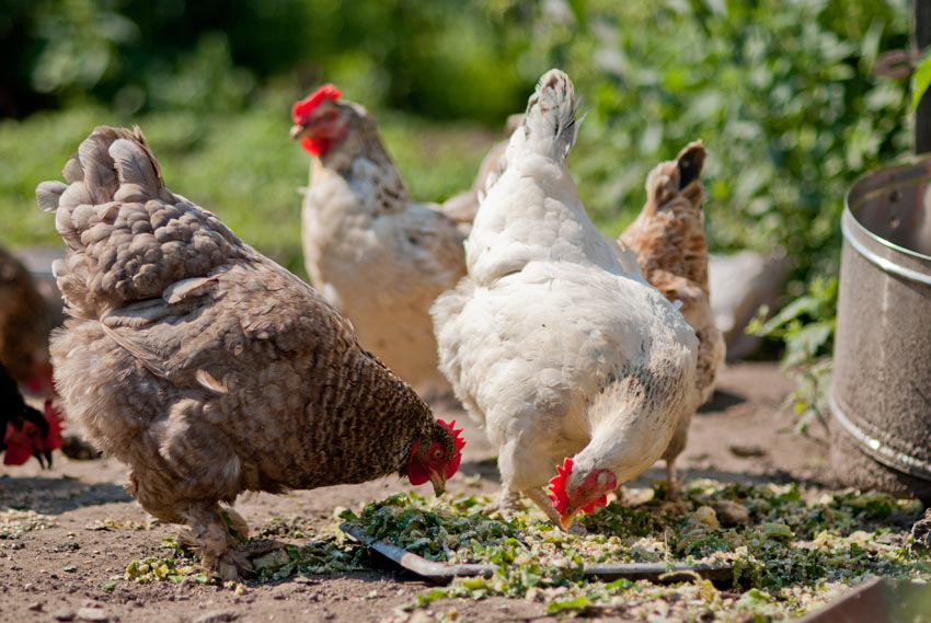 A group of hens feeding in the garden