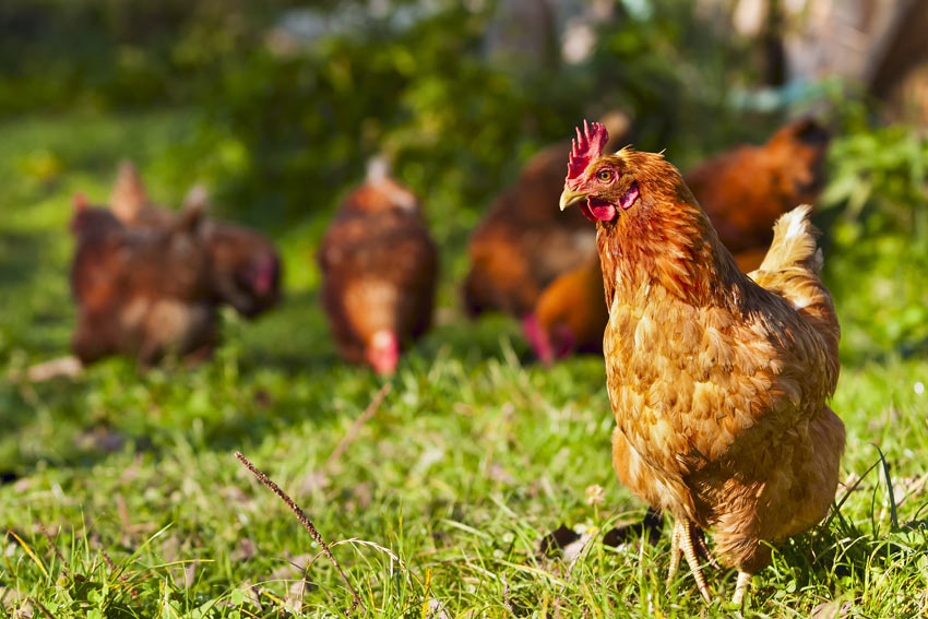 chickens need space